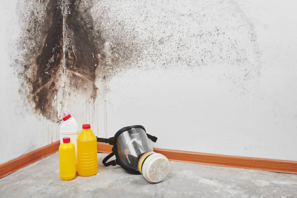 Best HVAC Mold Remediation in Moody, AL