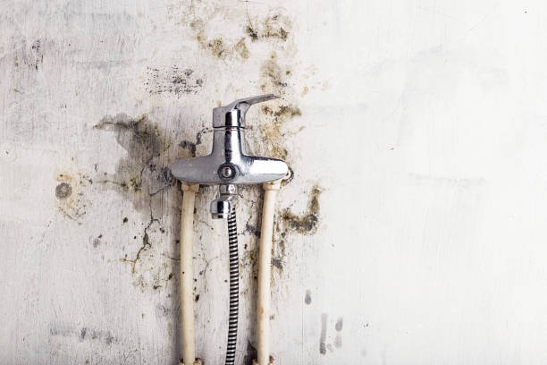 Best Commercial Mold Remediation in Moody, AL
