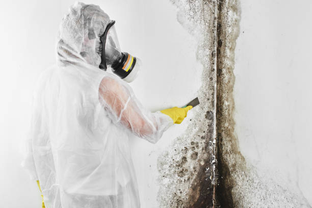 Best DIY Mold Remediation Support Services in Moody, AL