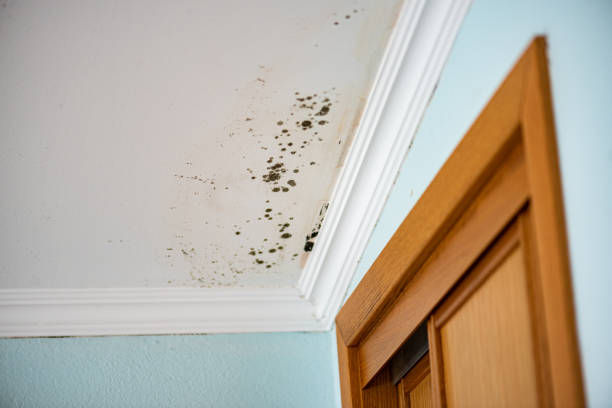 Reliable Moody, AL Mold Remediation Solutions