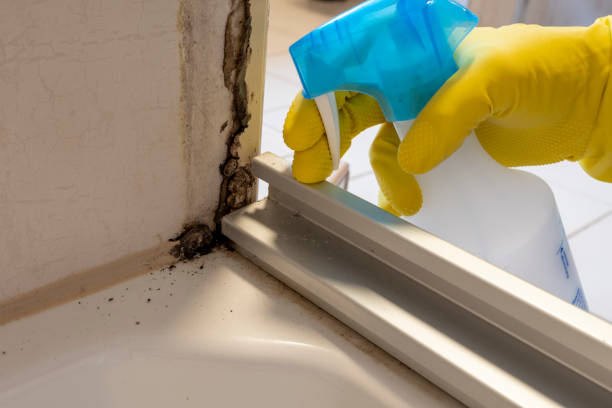 Best Mold Remediation for Specific Building Types in Moody, AL