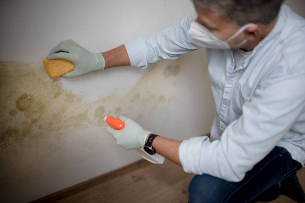 Best Industrial Mold Remediation in Moody, AL