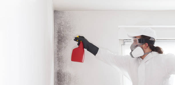 Best Attic Mold Remediation in Moody, AL