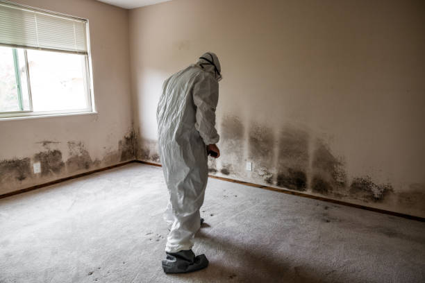 Best DIY Mold Remediation Support Services in Moody, AL